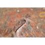 Zigler Fine 79x125 Cm Zigler Fine, Pakistan, Lana Cardata A