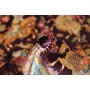 Ghom Seta 78x120 Cm Ghom Seta, Persia, 100% Seta trama: