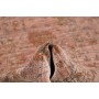 Zigler Fine 82x283 Cm Zigler Fine