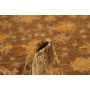 Tappeto Zigler Fine Pakistan 149x200 Marrone Te