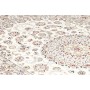Nain 9la 158x252 Cm Nain 9la, Persia, Lana Cardata A Mano E